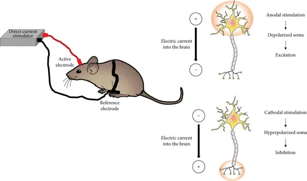 tdcs-rat